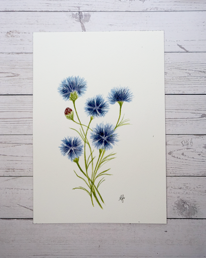 Cornflowers Watercolour Centaurea cyanus Painting in watercolour by The Petal Cove, Lauren Fisher