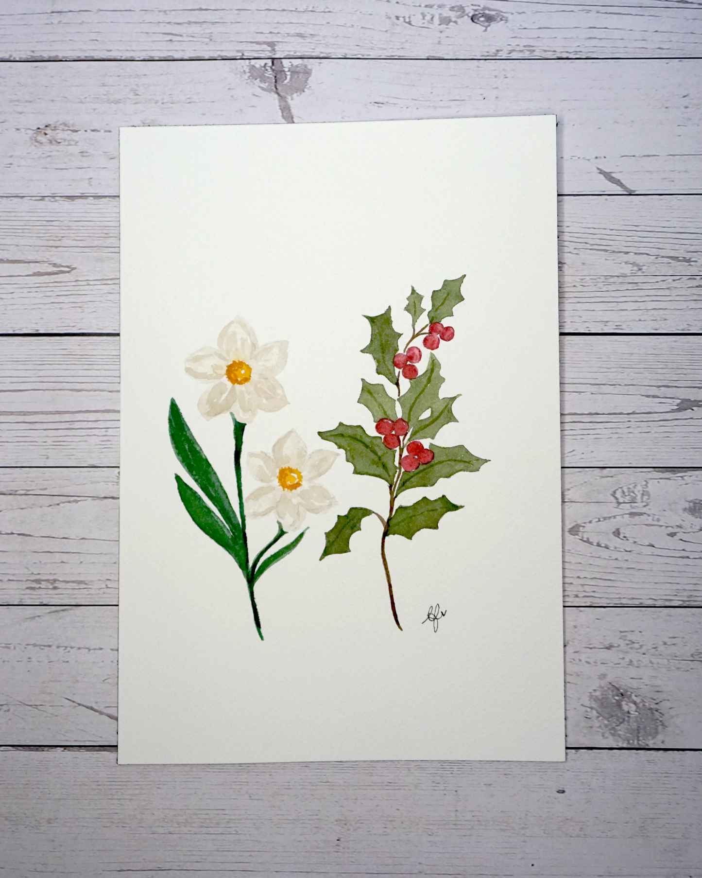 Birth flower month December painting Narcissus and Holly Berry in watercolour by The Petal Cove, Lauren Fisher