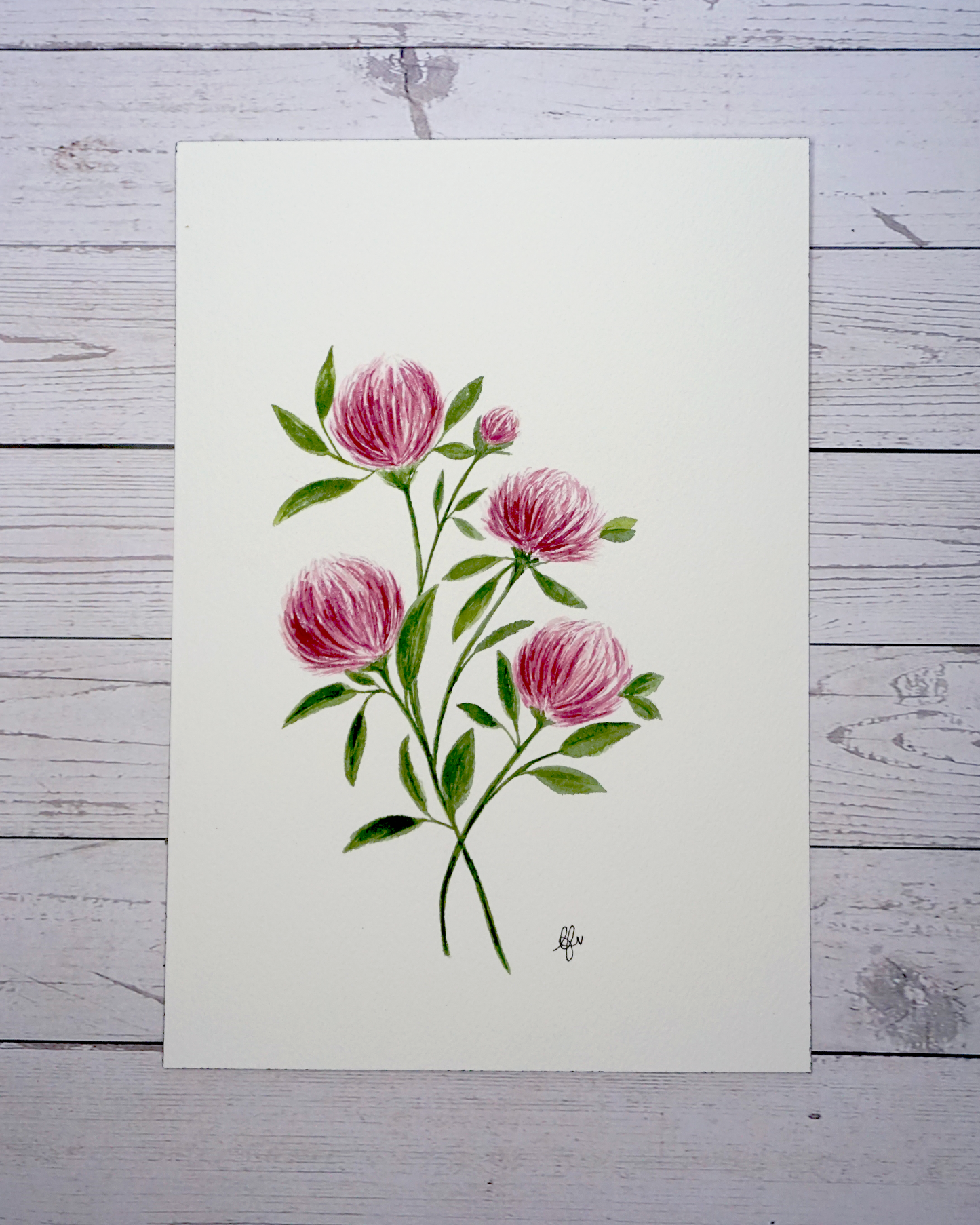 Red Clover Trifolium Pratense Watercolour Painting by The Petal Cove, Lauren Fisher
