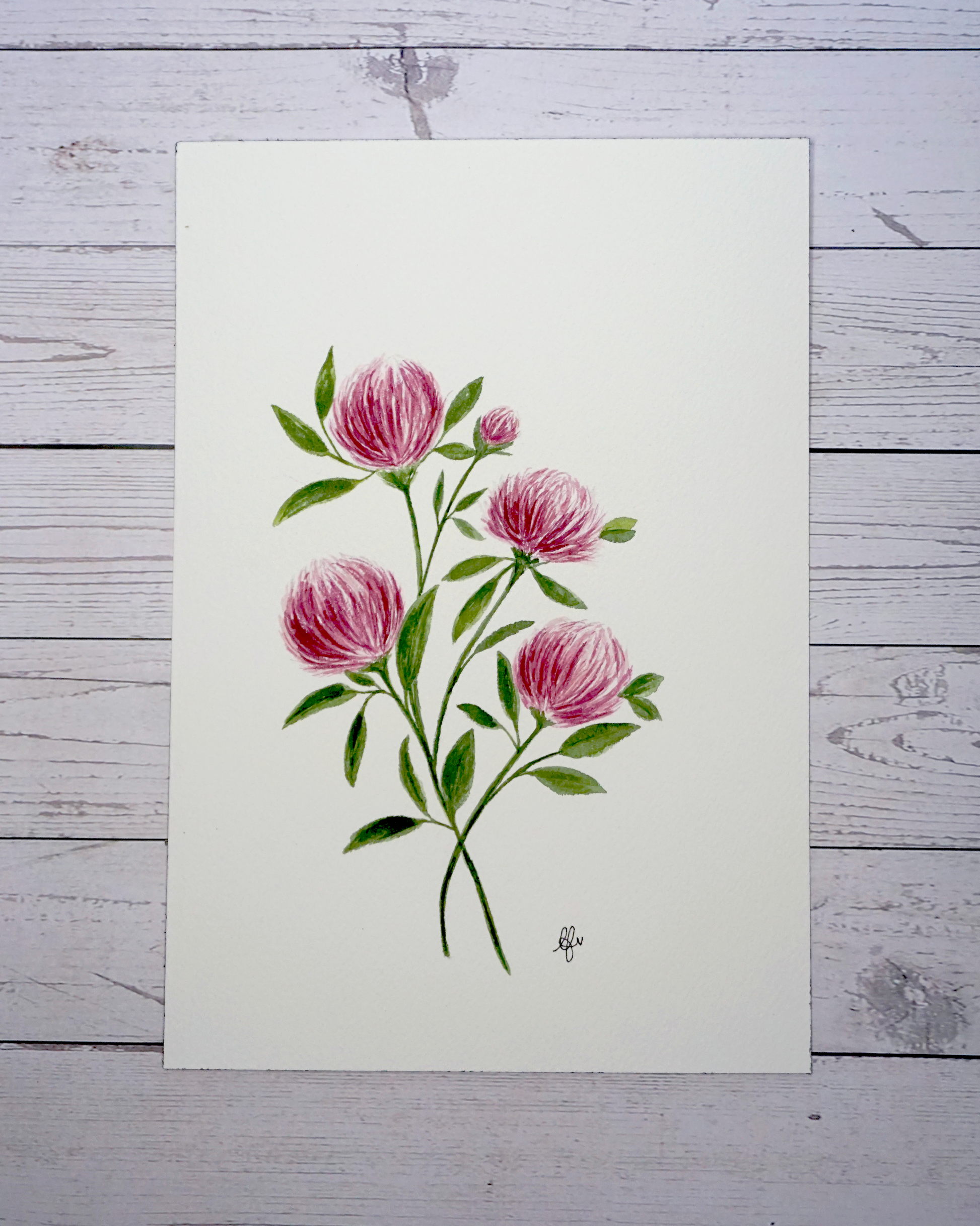 Red Clover Trifolium Pratense Watercolour Painting by The Petal Cove, Lauren Fisher