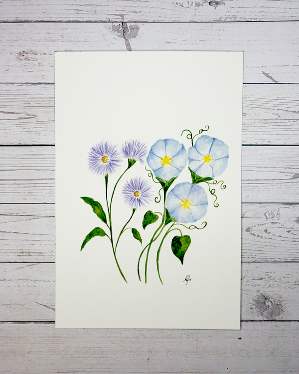 Aster & Morning Glory