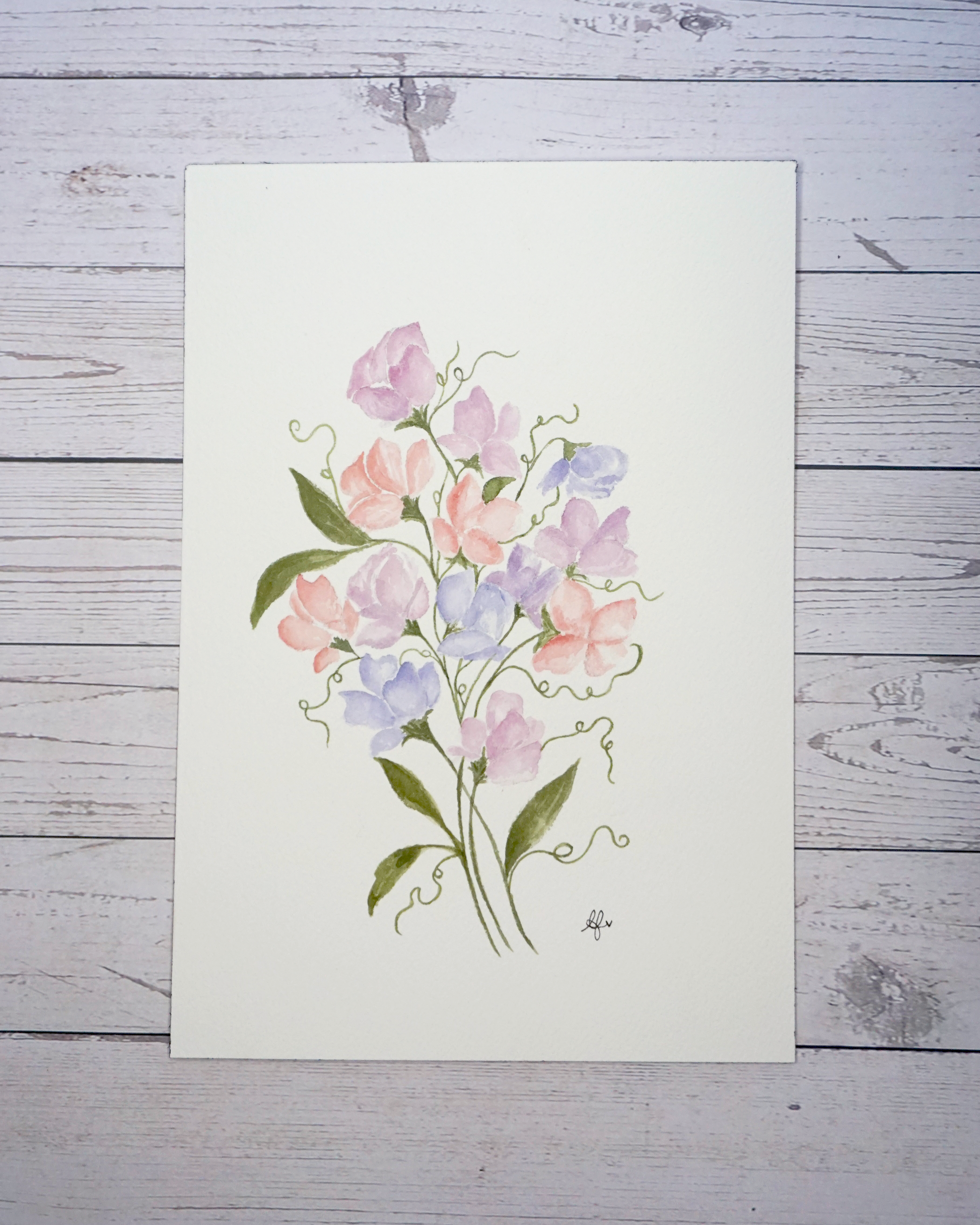 Sweet Pea Lathyrus Odoratus watercolour painting by The Petal Cove, Lauren Fisher